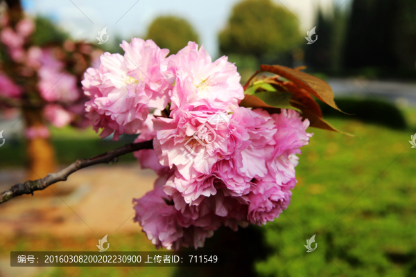 櫻花特寫