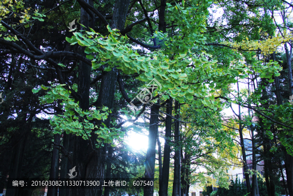 銀杏,樹葉