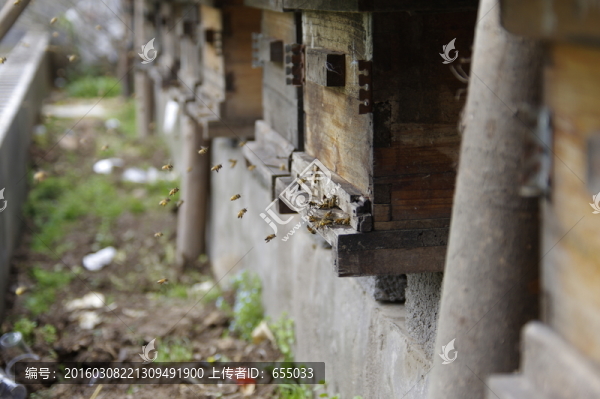 蜂蜜,蜜蜂