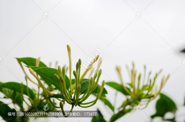 金銀花