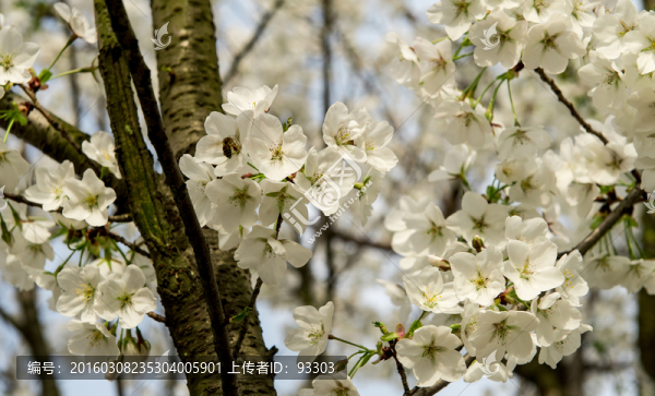櫻花
