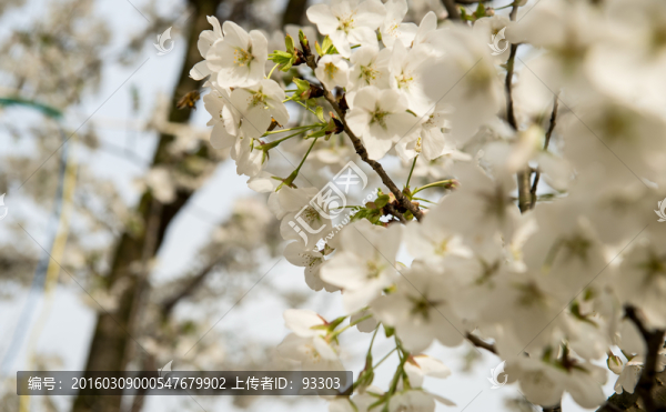 櫻花