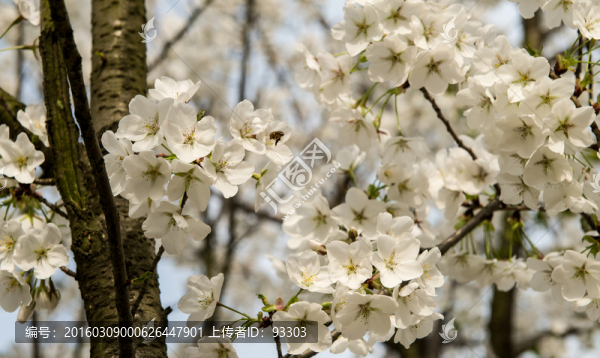 櫻花