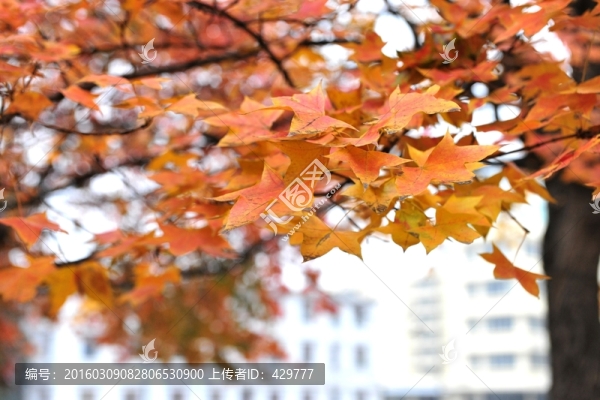 紅葉,樹葉,葉子
