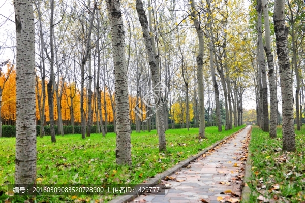 樹林