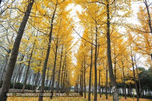 秋景,銀杏樹
