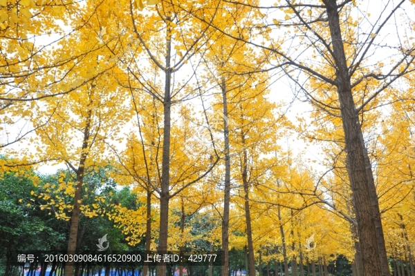 金秋,樹林,樹木