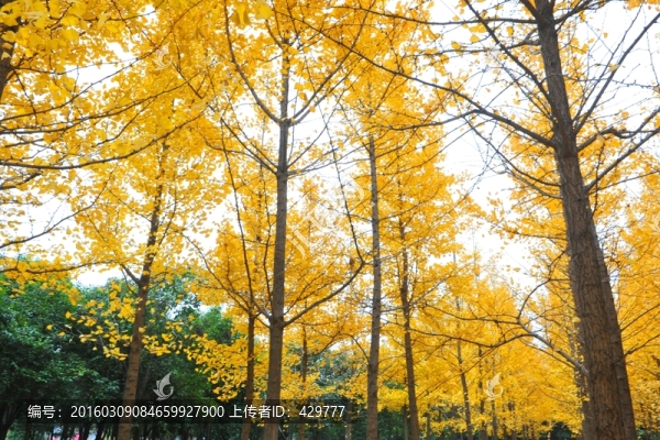 黃葉,銀杏林