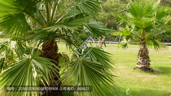 椰子樹(shù)