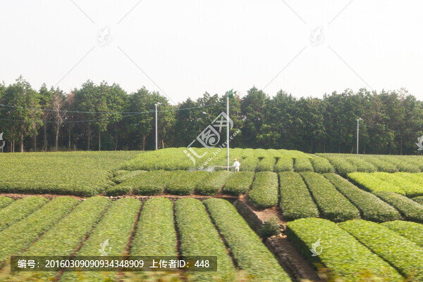 日本風(fēng)光,日本鄉(xiāng)村風(fēng)光,茶園