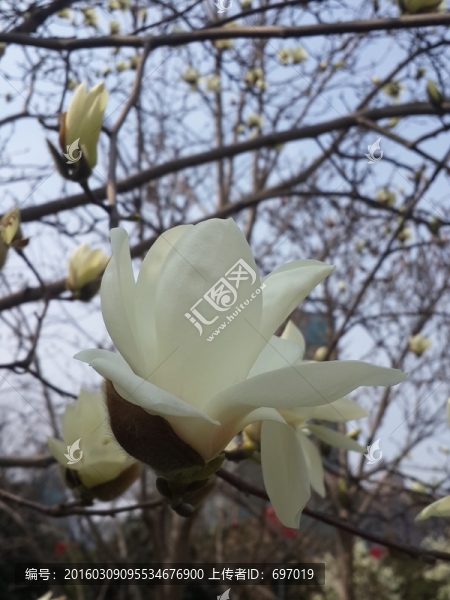 玉蘭花開