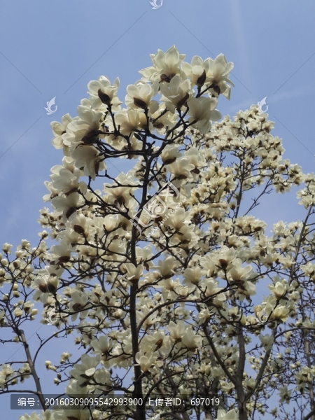 玉蘭花開