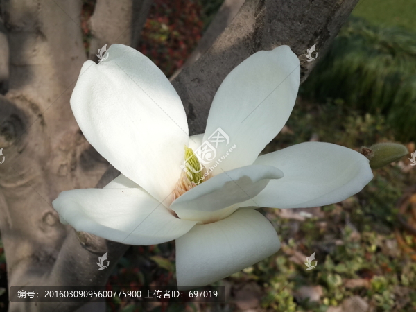 玉蘭花開
