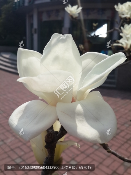 玉蘭花開