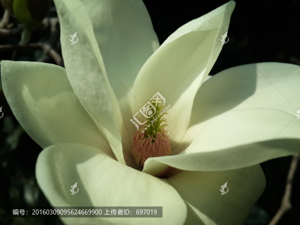 玉蘭花開(kāi)