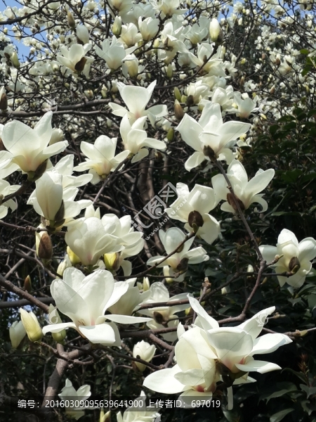 玉蘭花開