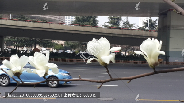 玉蘭花開