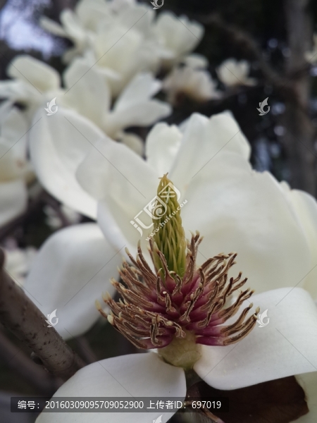 玉蘭花開