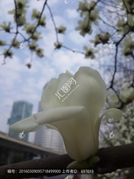 玉蘭花開