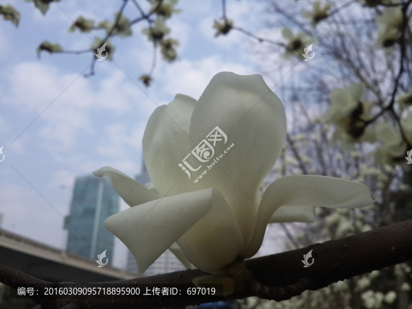 玉蘭花開