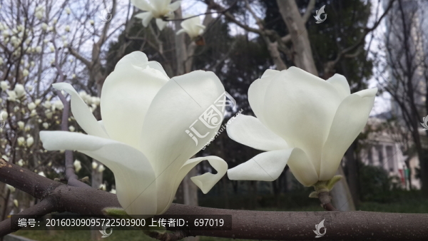 玉蘭花開(kāi)