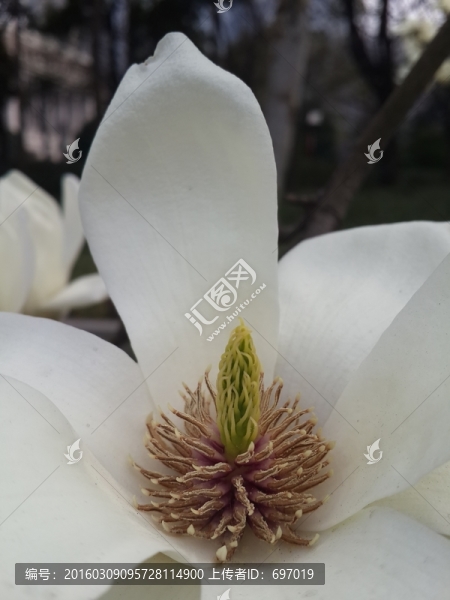 玉蘭花開