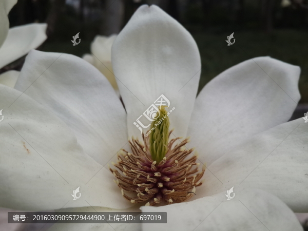 玉蘭花開