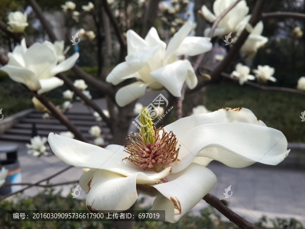 玉蘭花開(kāi)