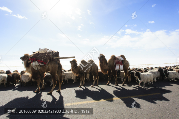 轉(zhuǎn)場