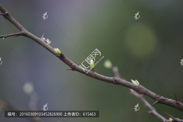 嫩芽
