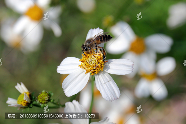蜜蜂采蜜