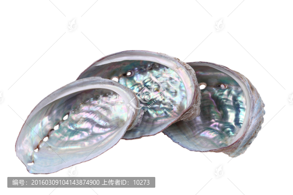 鮑魚殼
