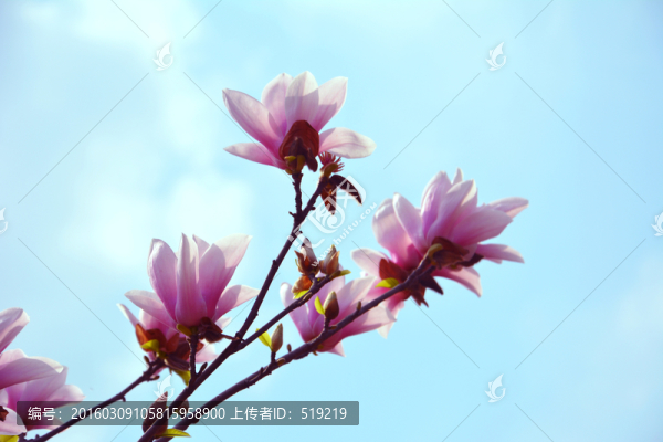 粉色玉蘭