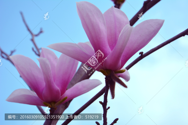 粉色玉蘭