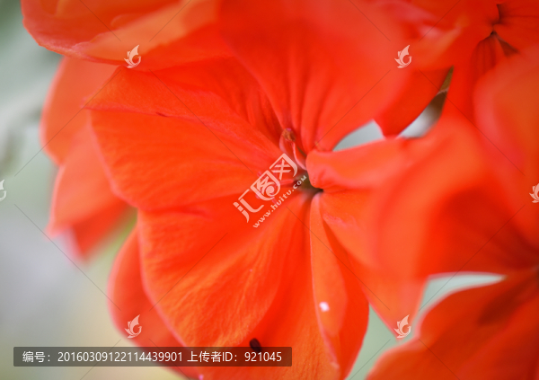 海棠花