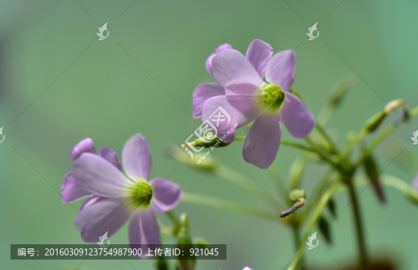 三葉草花