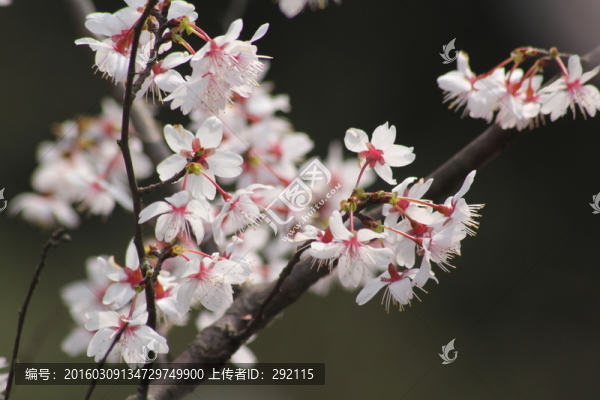 桃花-匯圖網(wǎng) www.fosd68.com 桃花