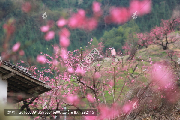 桃花背景