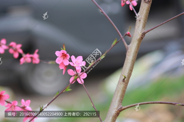 桃花