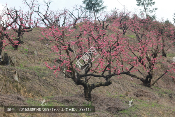 桃花林