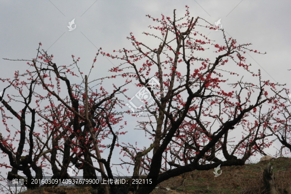 桃花林