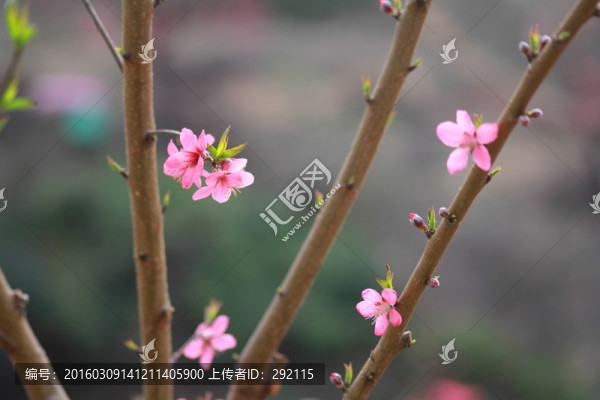 桃花特寫