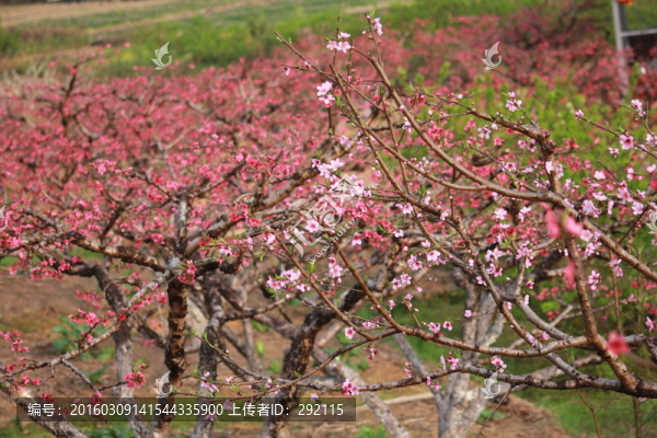 春暖花開,桃花