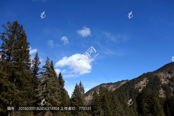 天空,樹(shù),藍(lán)天,白云,風(fēng)景畫