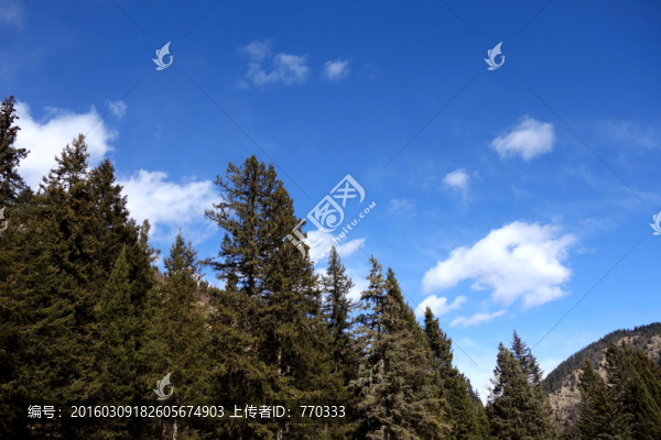 杉樹,山,藍(lán)天,白云,風(fēng)景畫
