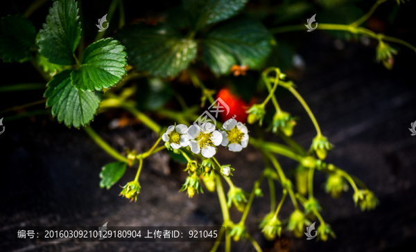草莓花