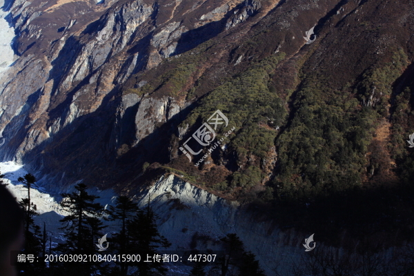 高山植被