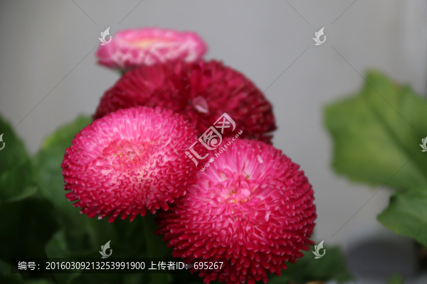雛菊