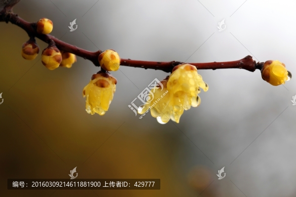 梅花,,寒梅,,,,耐寒植物