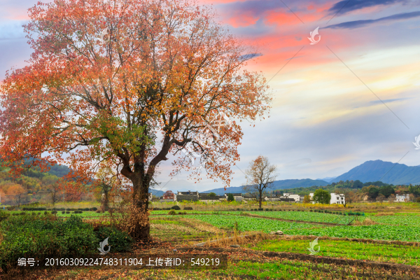 天空,農(nóng)田,秋色